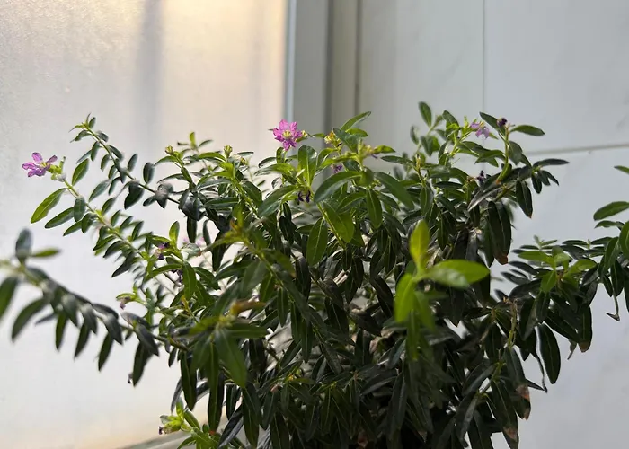 Cosy Estudio Centro *