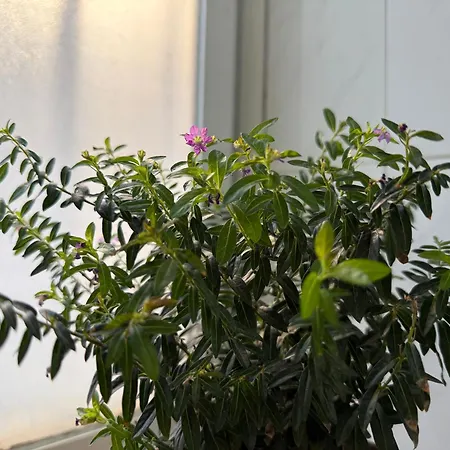 Cosy Estudio Centro *